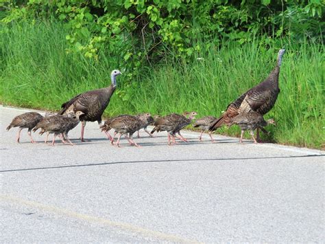 07/15/2020 Wild Turkeys