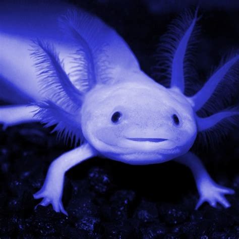 Blue Axolotl