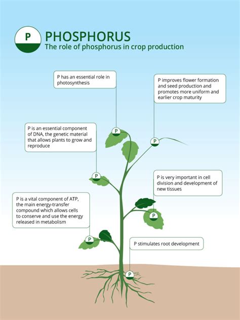 Phosphorus Based Fertilizers: The Role of Phosphorus in Agriculture | ICL