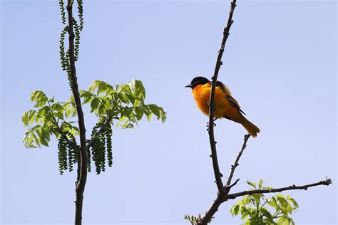 Baltimore Oriole Nest – Birding Pictures