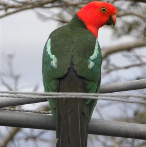 Australian King Parrot (Male) Free Photo Download | FreeImages