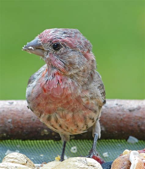 Juvenile male House Finch - FeederWatch