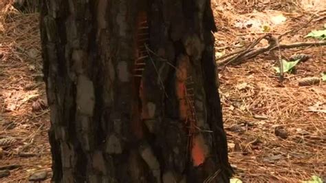 Several trees spiked with nails in Chapel Hill