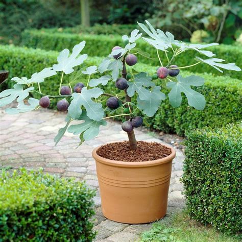 Chicago Hardy Fig Patio Tree – Easy To Grow Bulbs