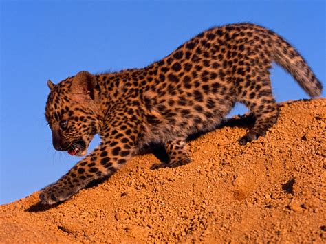 Spotted Leopard Cub Wallpaper Baby Animals Animals Wallpapers in jpg format for free download