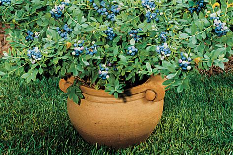 How to Grow Blueberries in Pots? | How to Farming