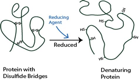 Disulfide Bond Mapping Services: Unlocking Protein Structure