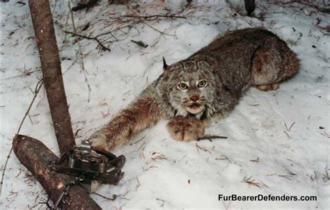 Types of traps | The Fur-Bearers - Protecting Canadian Wildlife since 1953