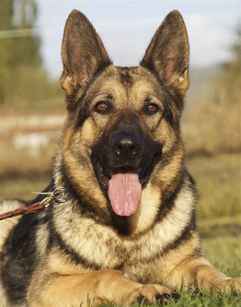 10 Best German Shepherd Dog Names