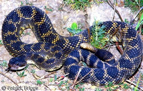 Southern Pacific Rattlesnake - Crotalus oreganus helleri