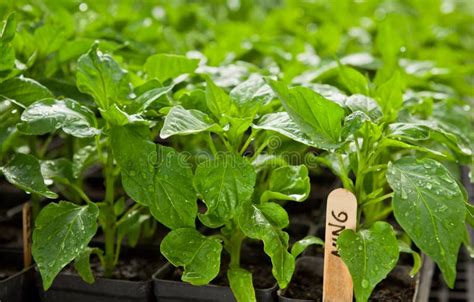 Pepper seedlings stock image. Image of cultivating, fresh - 25296261