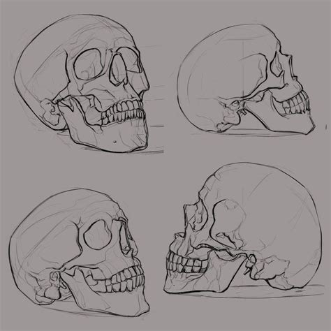 skull_sketches_1 | Sketches, Skull sketch, Skull drawing