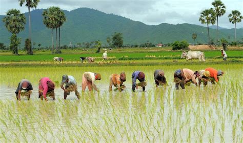 What it’s like to be a rice farmer | Public Radio International