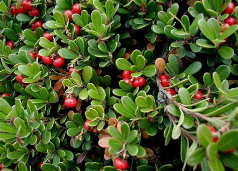 Canadian Wildlife Federation: Bearberry