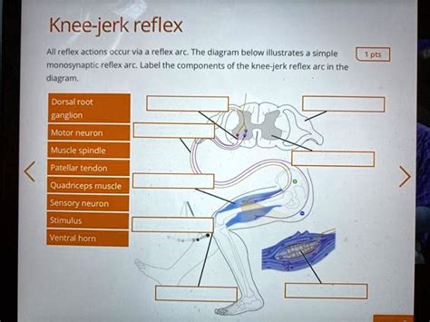 SOLVED: Knee-jerk reflex AIl reflex actions occur vla reflex arc. The ...