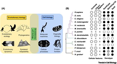 Experimental evolution for cell biology: Trends in Cell Biology