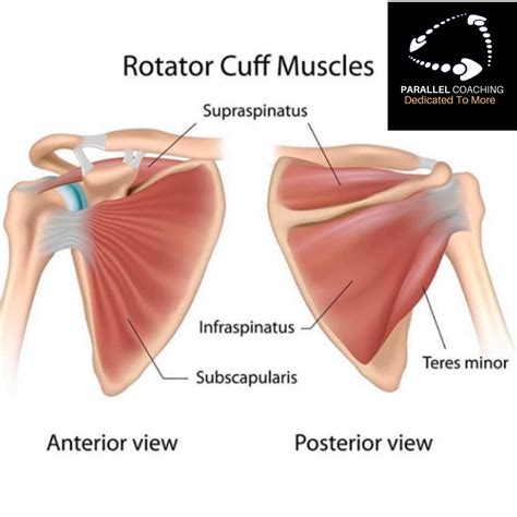 What are the rotator cuff muscles - parallel coaching news