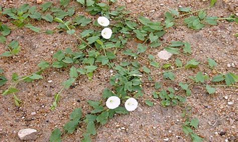 Field Bindweed Control in Yards and Gardens