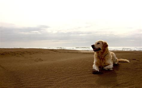 Dog At Beach Wallpapers - Wallpaper Cave