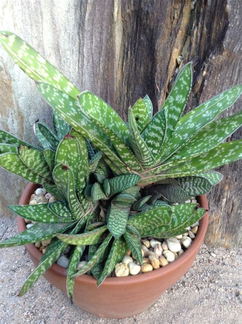 GASTERIA CARINATA VAR VERRUCOSA. | Planting succulents, Cacti and succulents, Succulents