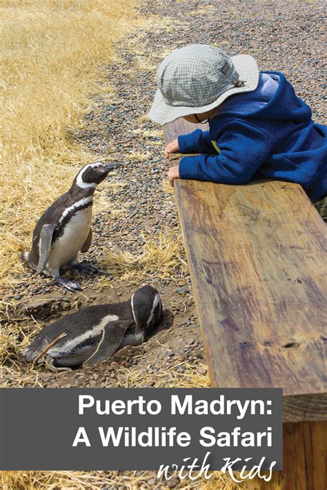 Puerto Madryn Argentina with Kids: A Wildlife Safari in Patagonia ...