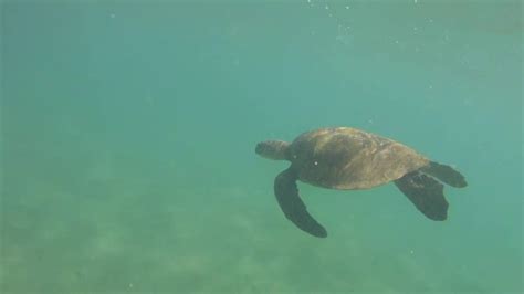 Anini Beach Snorkeling With See Turtle, Kauai - YouTube