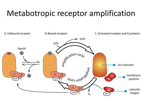 PPT - Ionotropic receptors form a pore PowerPoint Presentation, free download - ID:4283184