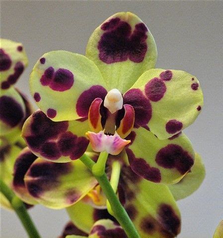 Green orchids are one of my favorites #Orchids&Flowers | Green orchid, Orchid flower, Beautiful ...