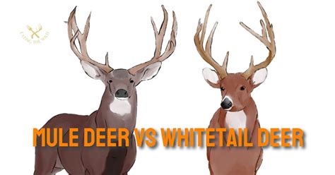 Mule Deer vs Whitetail Deer - A Detailed Insight - eatingthewild.com