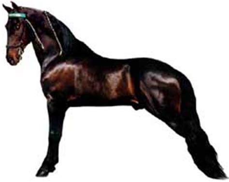 Tennessee Walking Horse - Walkers West - Coat Colors with Photos