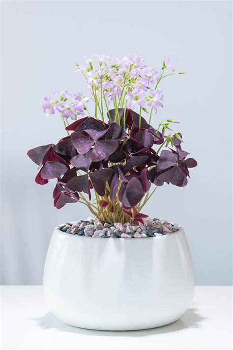 How to Grow and Care for a Shamrock Houseplant