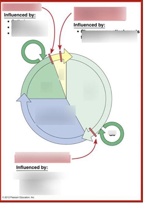 Cell cycle Diagram Diagram | Quizlet