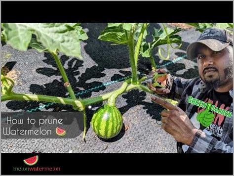 Secrets Revealed - The Ultimate Watermelon Pruning Technique To Boost Your Harvest! - [Updated ...