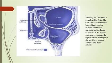 Surgical anatomy of osteomeatal complex