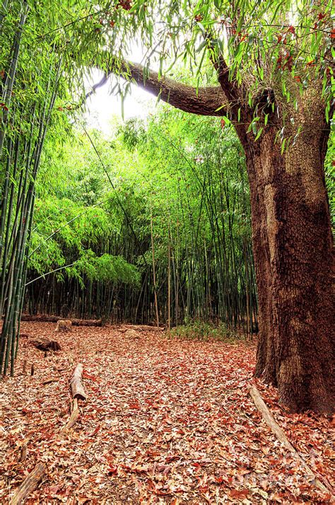 Patch of Light at the Rutgers Garden Bamboo Forest Photograph by John ...