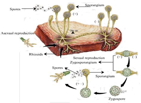 Rhizopus Life Cycle