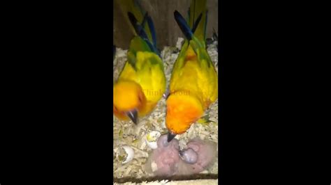 Sun conure Breeding pair with chicks - YouTube