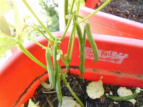 Harvesting beans -- Garden Update June 1 | Greens and Machines