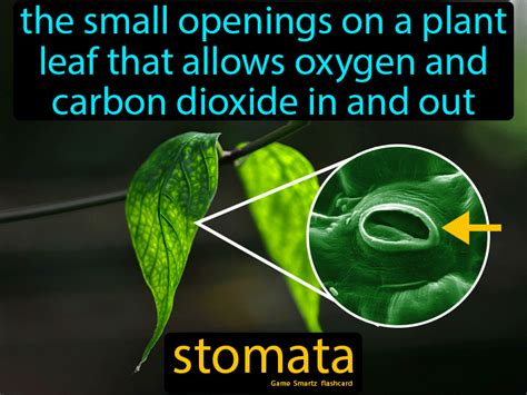 Stomata - Easy Science