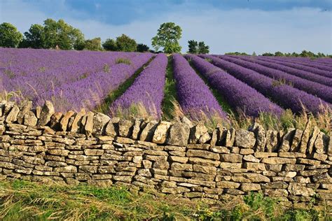 Britain's loveliest lavender fields | VisitBritain