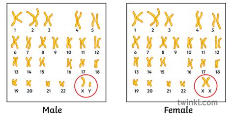 Human Karyotype Male Female Comparison Diagram Sex Genetic Genes Gender