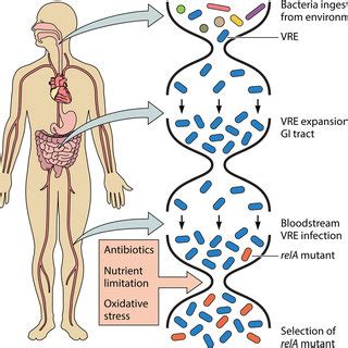 Vre Infection