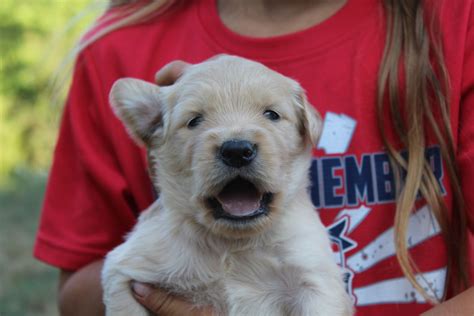 Sunset Goldens - Golden Retriever Puppies for Sale in La Center, WA | AKC Marketplace