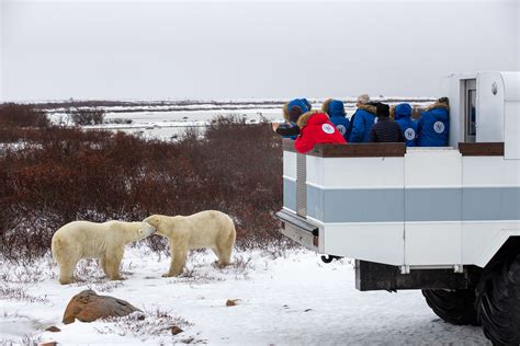 Greenland Polar Bears Live With Less Sea Ice: Climate Change