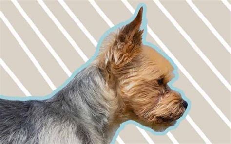 Yorkie Puppy Cut: Tips & DIY Instructions | The Dog Tale