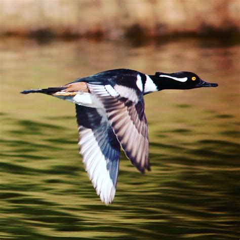 Hooded merganser in flight, spotted during Fripp Audubon's #ChristmasBirdCount event at Dataw ...