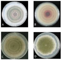 Aspergillus nidulans - microbewiki