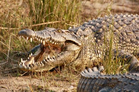 Premium Photo | Closeup of a formidable saltwater crocodile apex ...