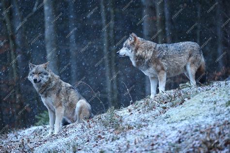 Free Photo | Eurasian wolf in white winter habitat beautiful winter forest