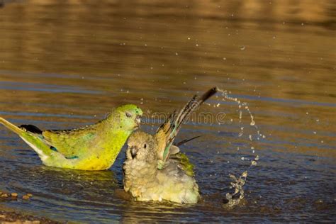 Red-rumped Parrot in Victoria Australia Stock Image - Image of psephotus, fauna: 268570937